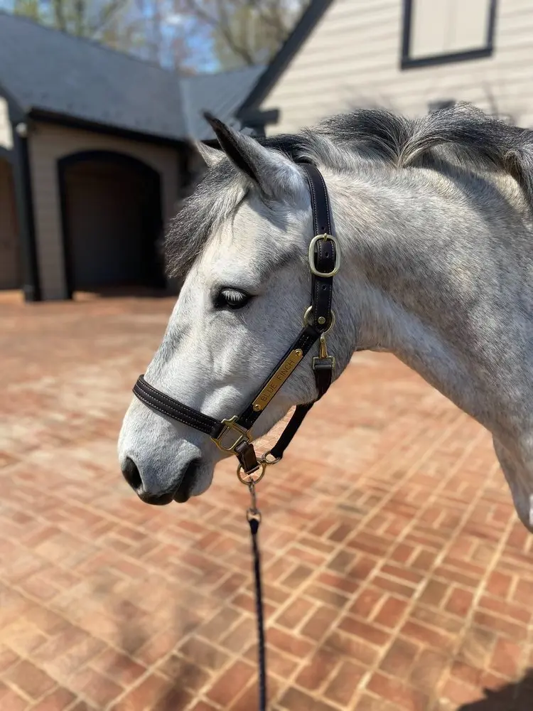 A white horse with black bridle standing on brick.