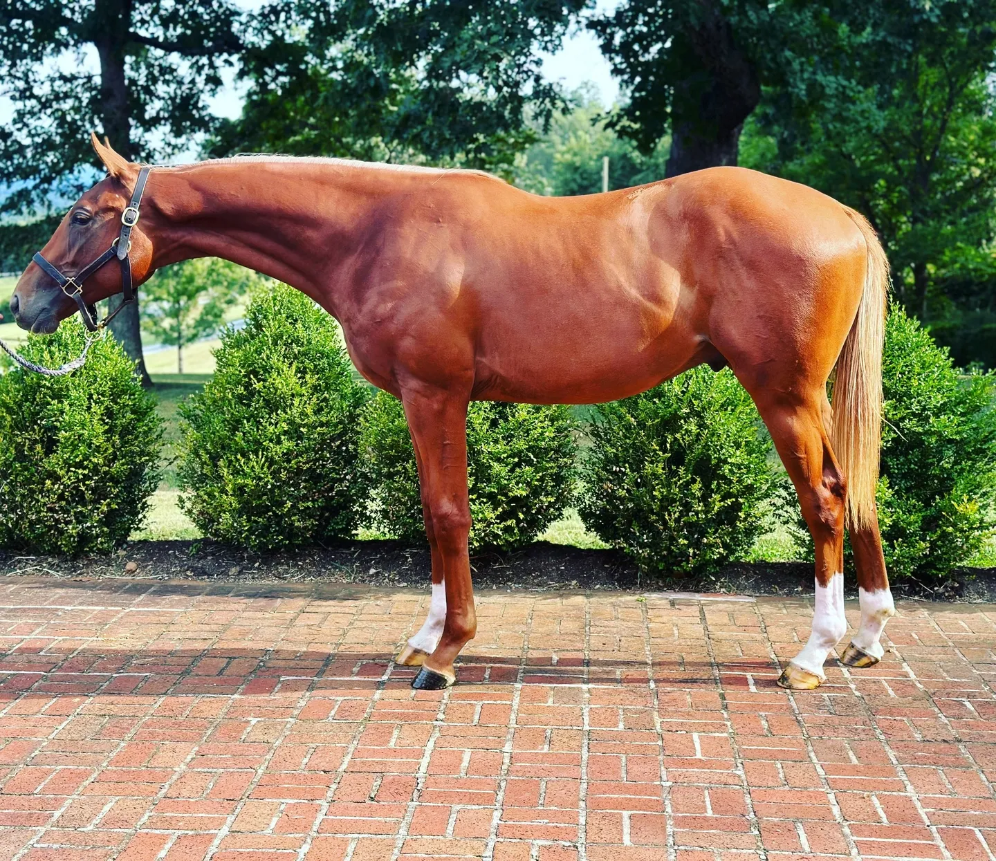 A horse standing on top of a brick path.