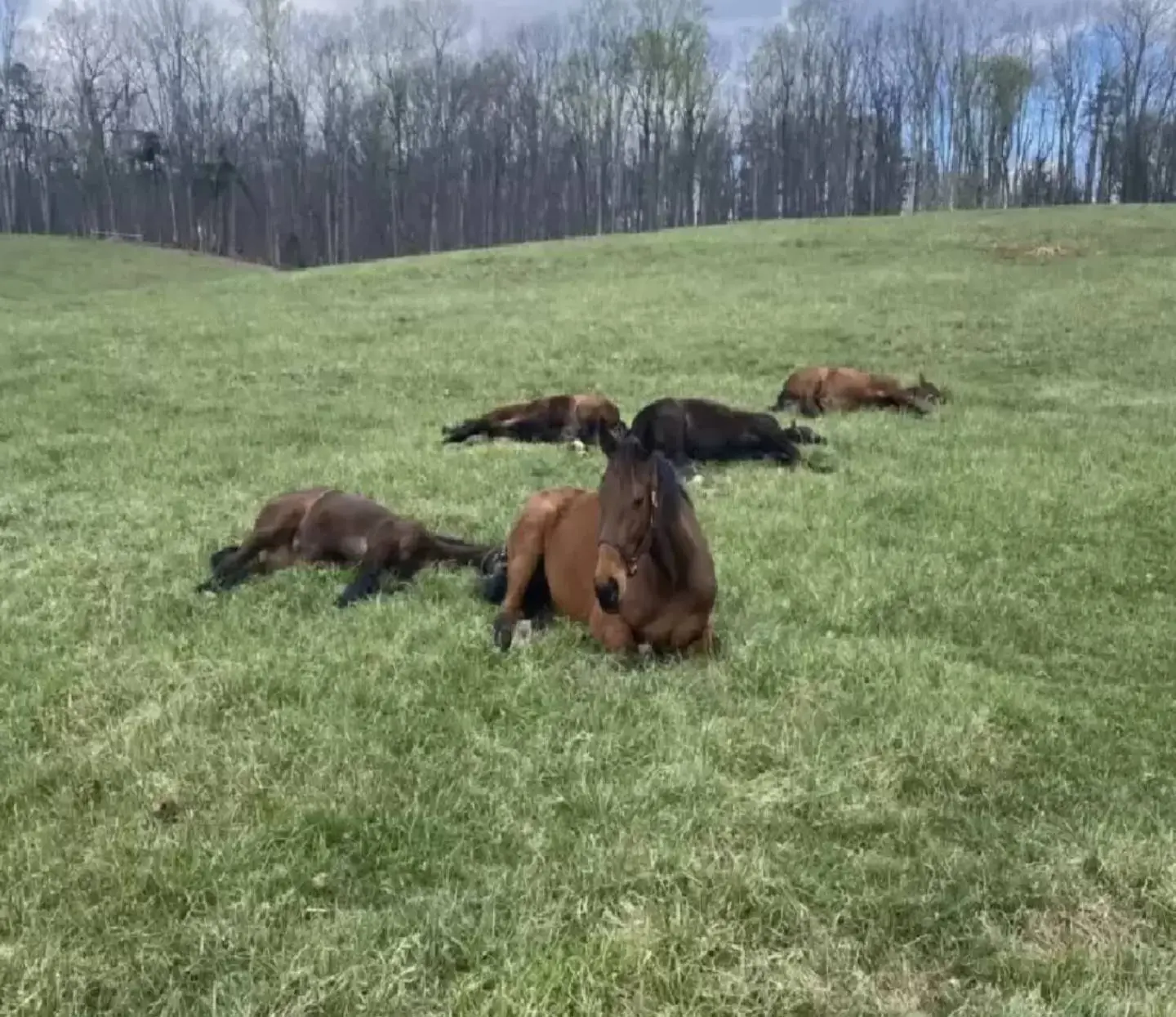 A group of animals laying in the grass.